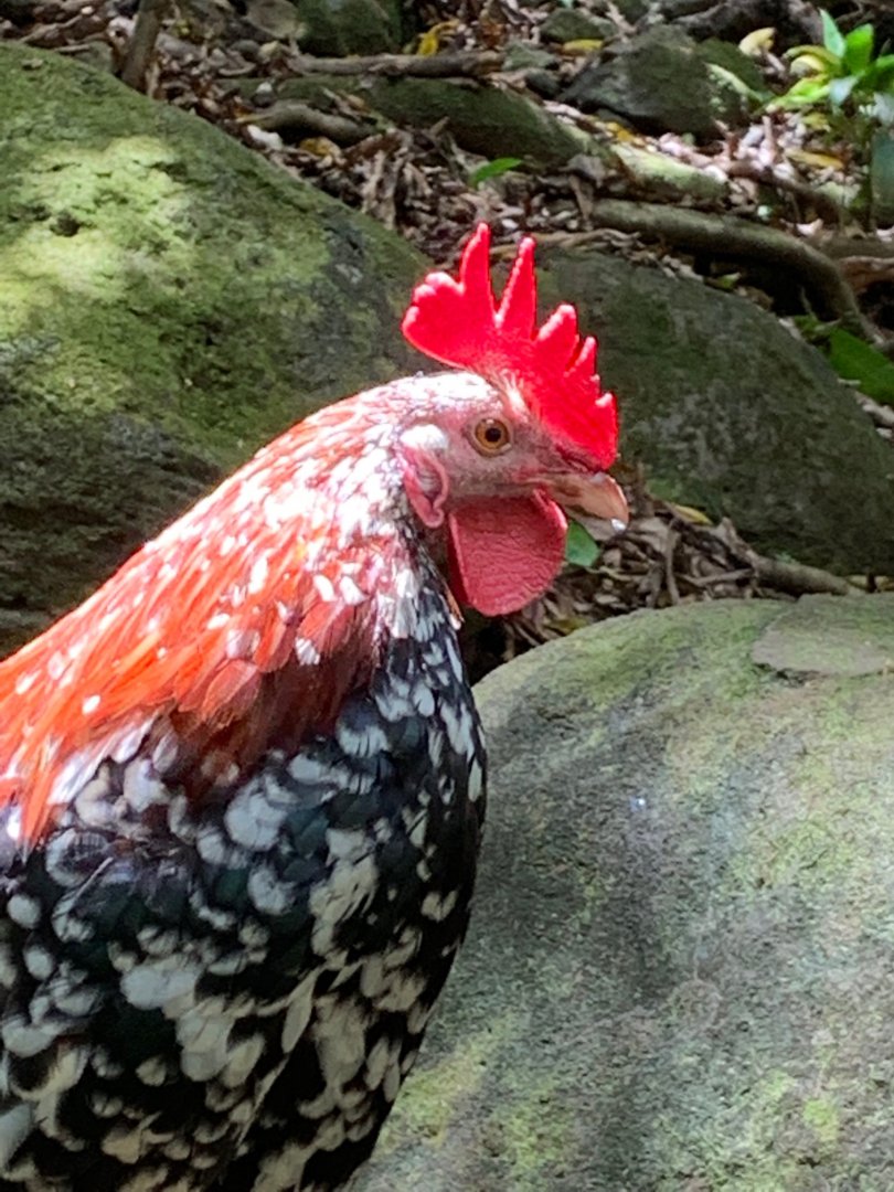 6/20/19 Domestic Chicken/Red Junglefowl, Kauai, HI