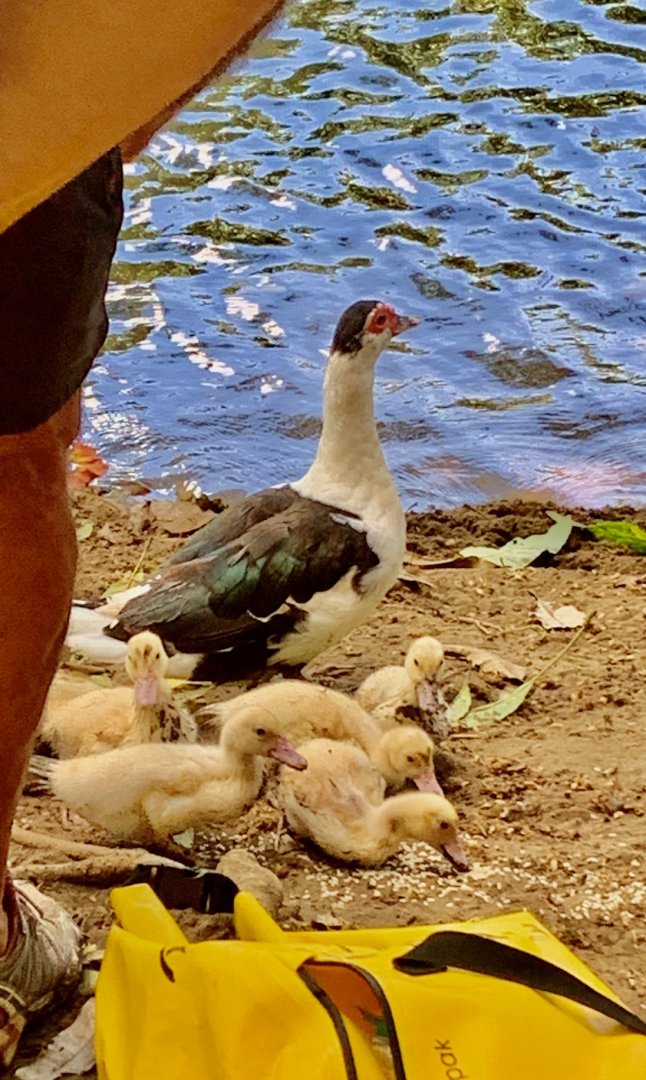 6/20/19 Domestic Muscovy Ducks, Kauai, HI