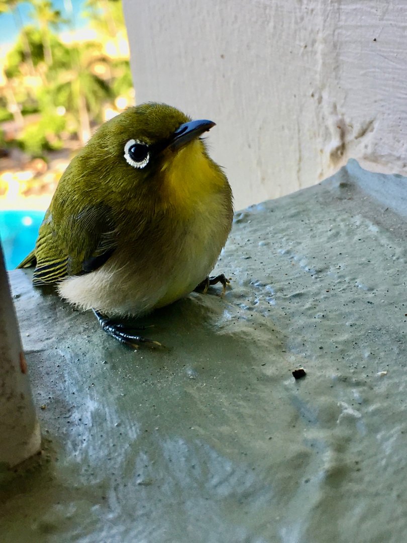 6/20/19 Warbling White-Eye, Kauai, HI