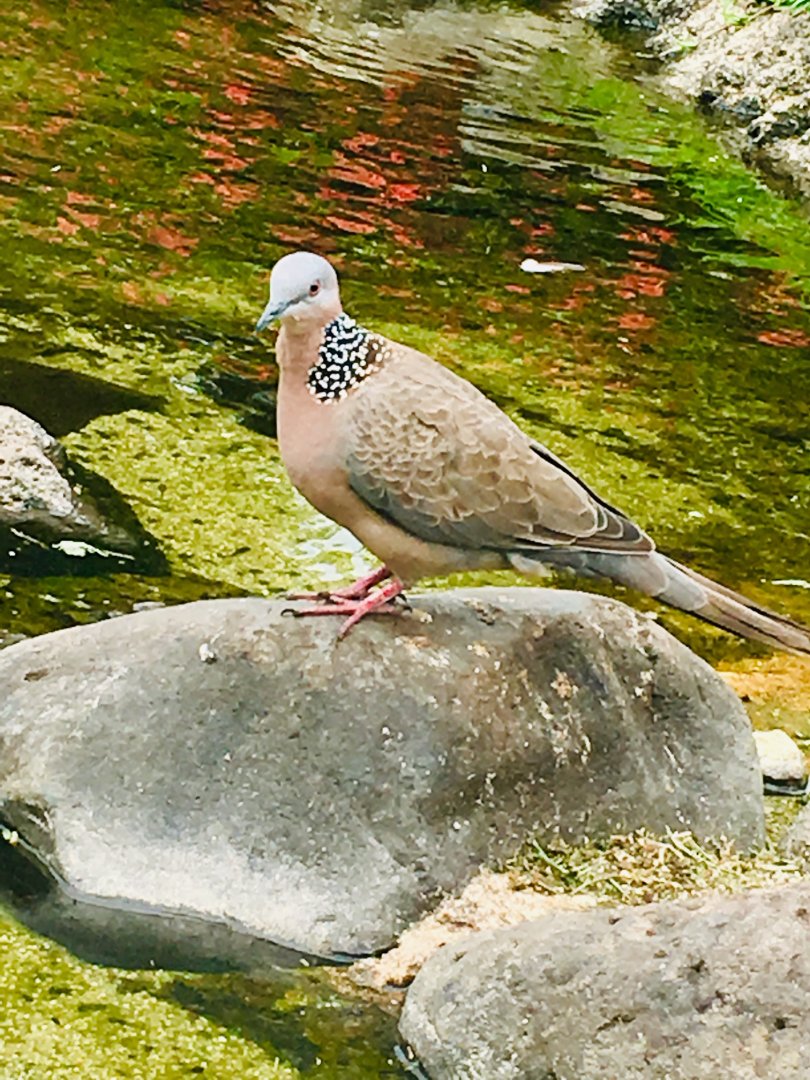 6/21/19 Spotted Dove, Kauai, HI