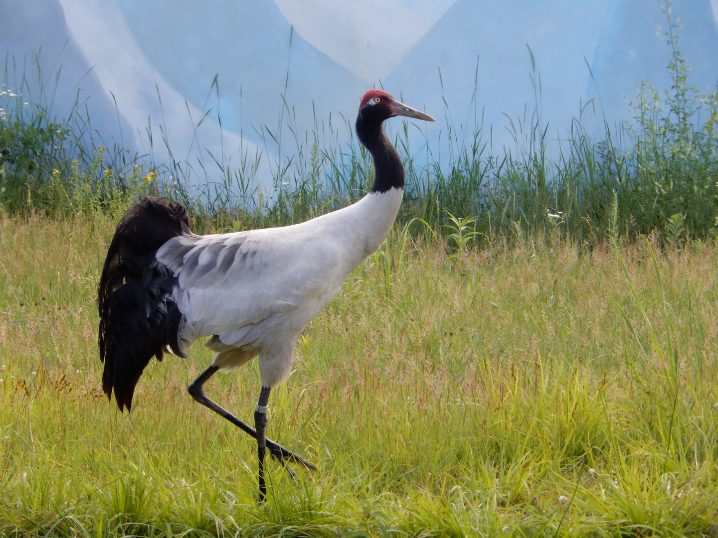 6/22/2021 - Black-necked Crane