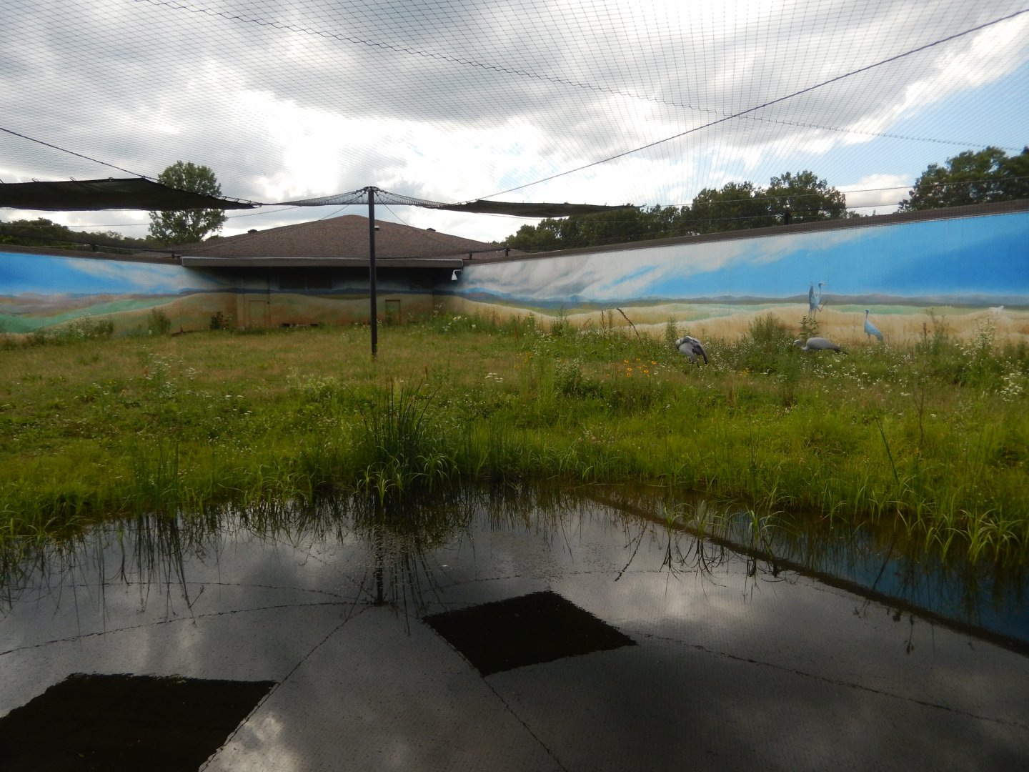 6/22/2021 - Blue Crane Habitat