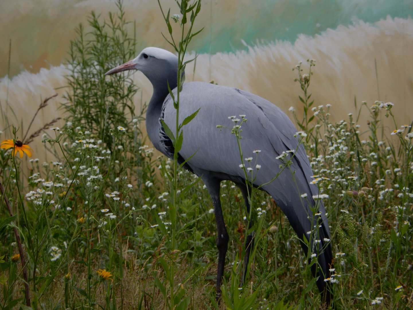 6/22/2021 - Blue Crane