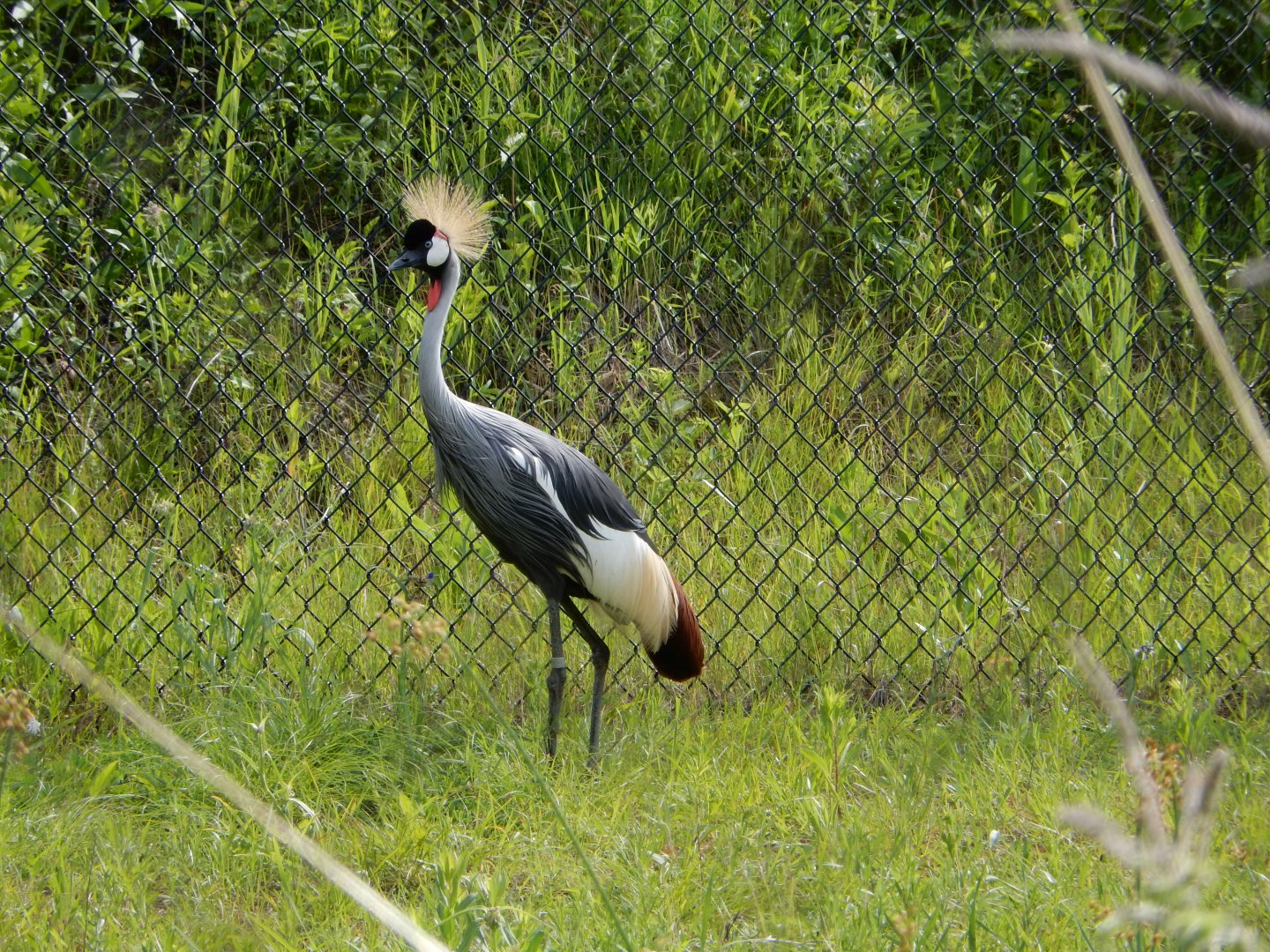6/22/2021 - Grey Crowned Crane