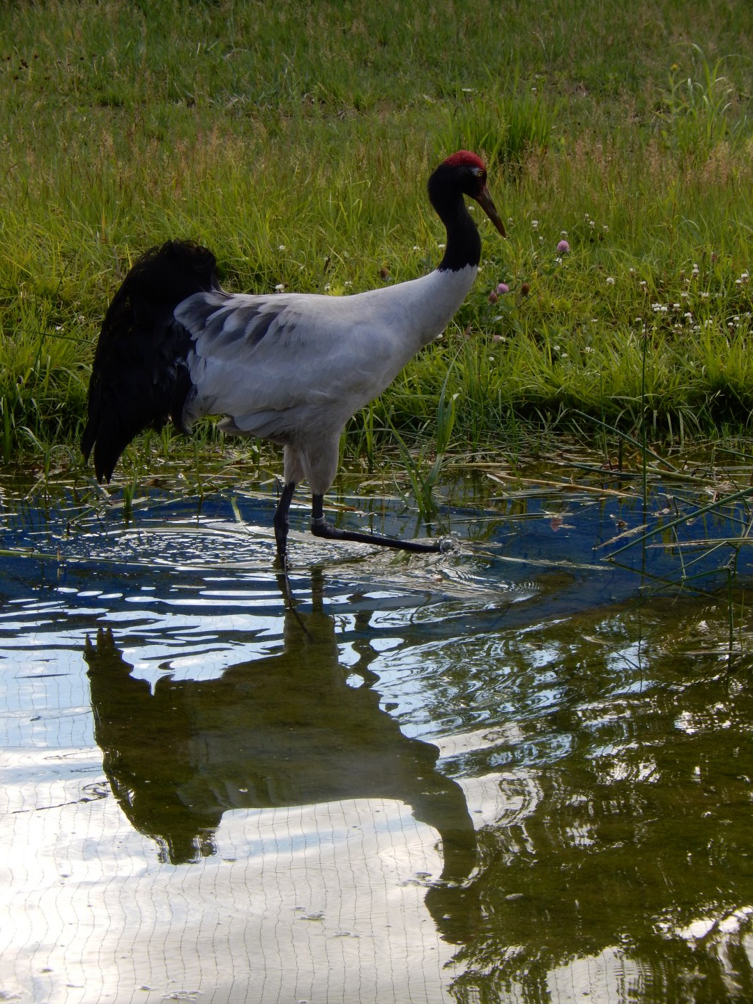 6/22/2021 - Reflection of Elegance