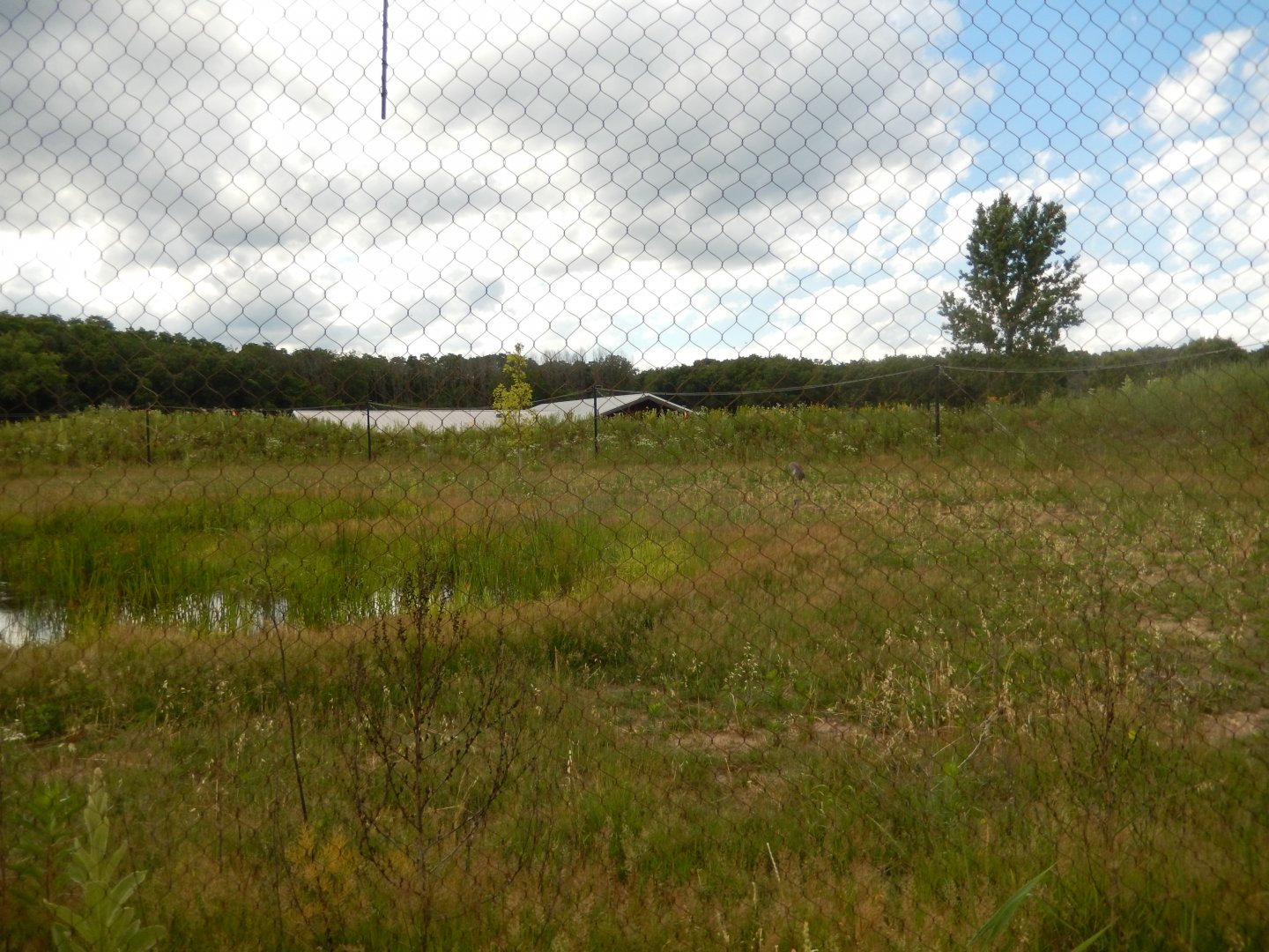 6/22/2021 - Sandhill Crane Habitat
