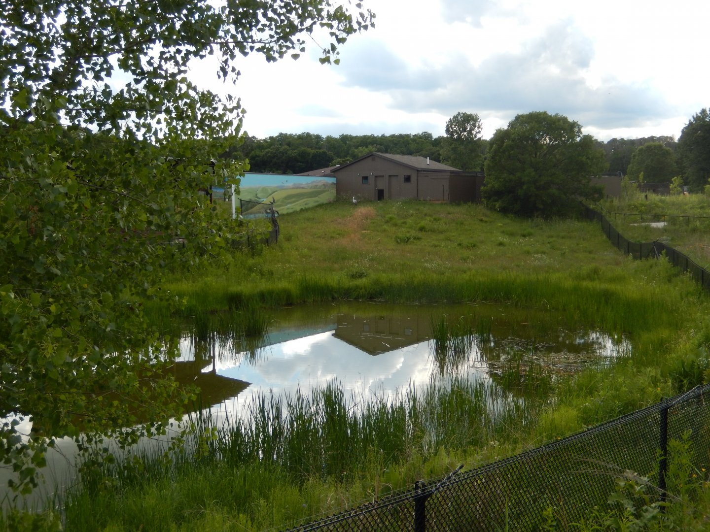 6/22/2021 - Wattled Crane Habitat