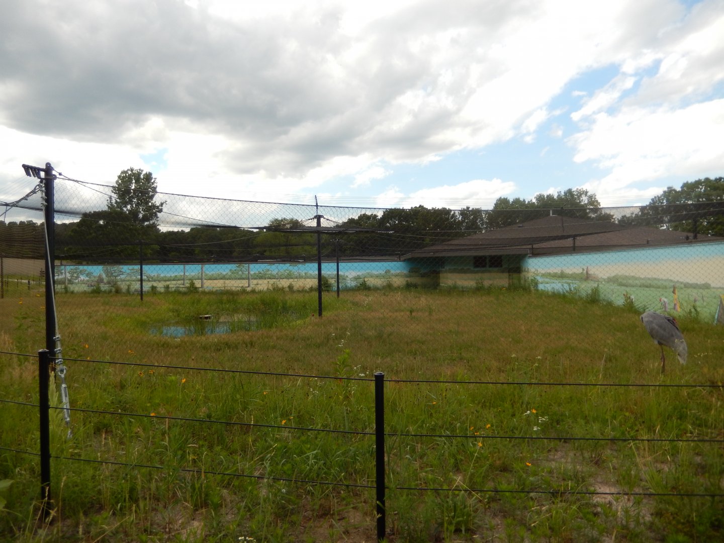 6/22/2021 - White-naped Crane Habitat