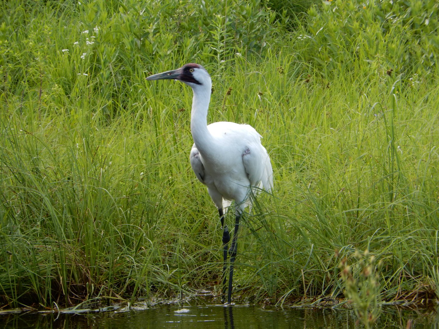 6/22/2021 - Whooping Crane
