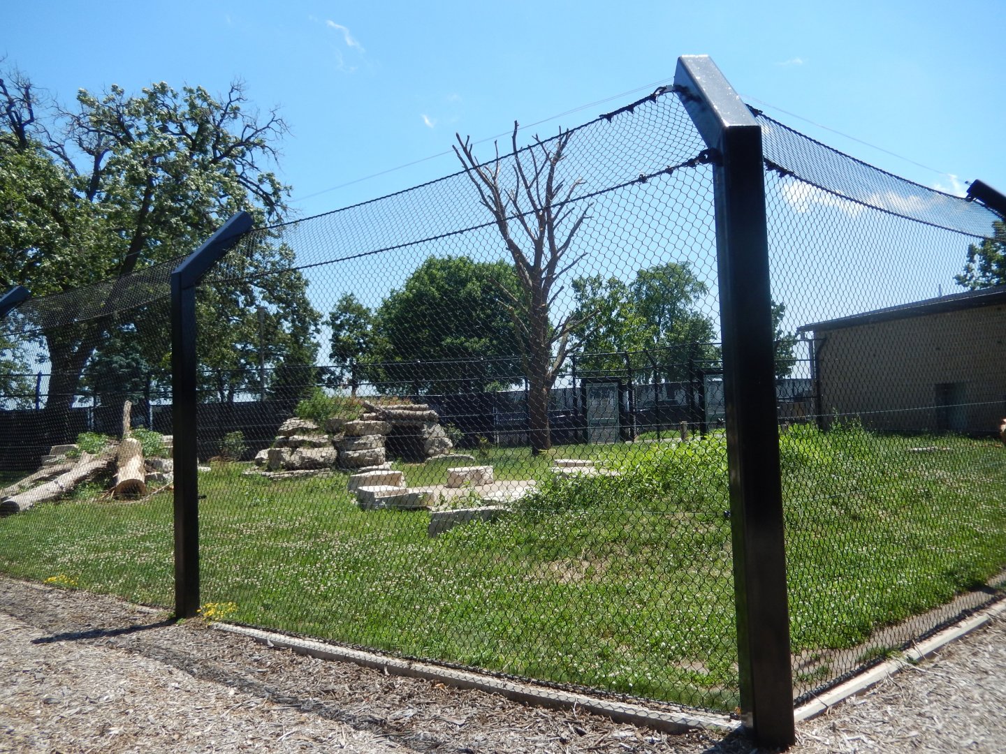 6/22/2025 - American Black Bear Habitat