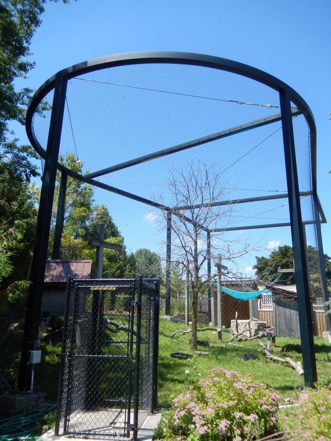 6/22/2025 - Bald Eagle Aviary
