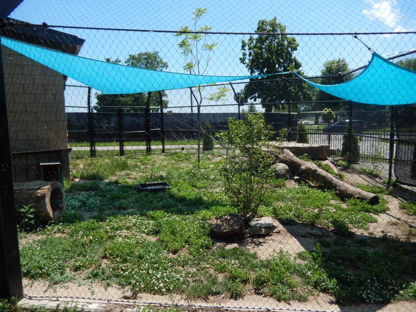 6/22/2025 - Red Fox Habitat