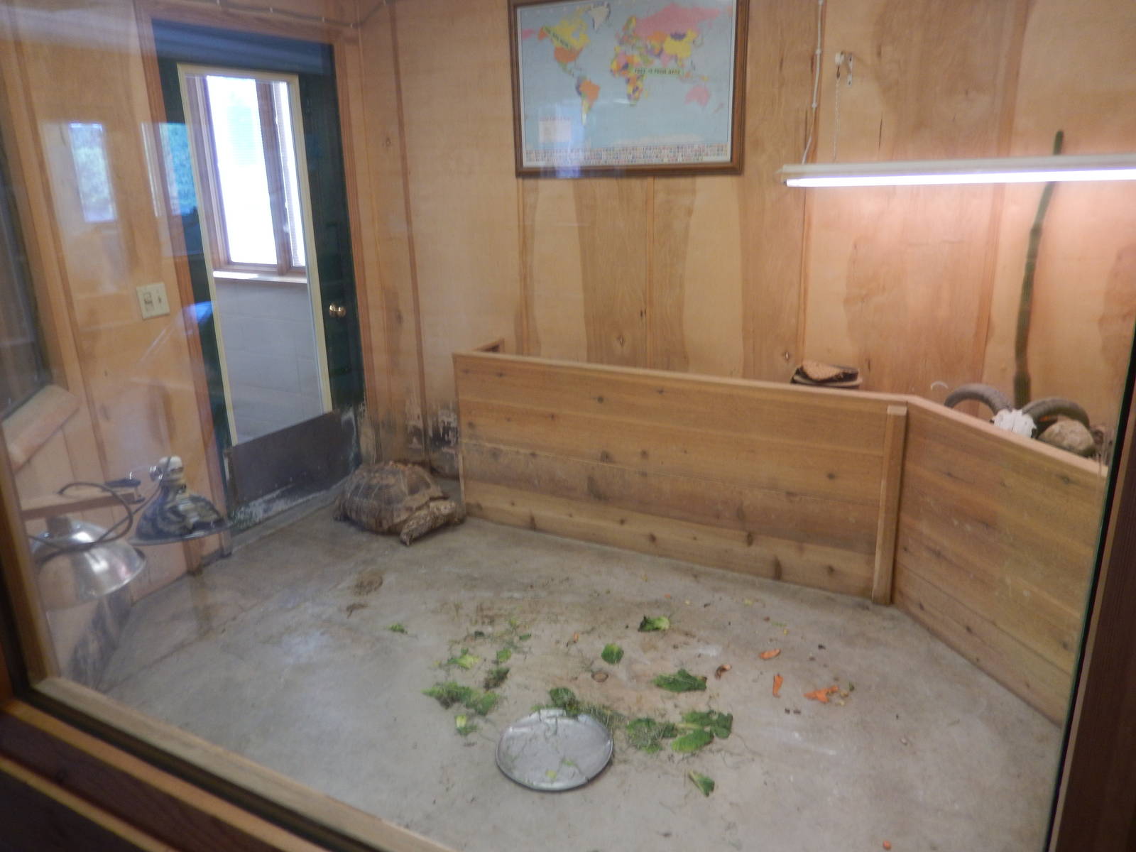 6/23/2016 - African Spurred Tortoise Exhibit