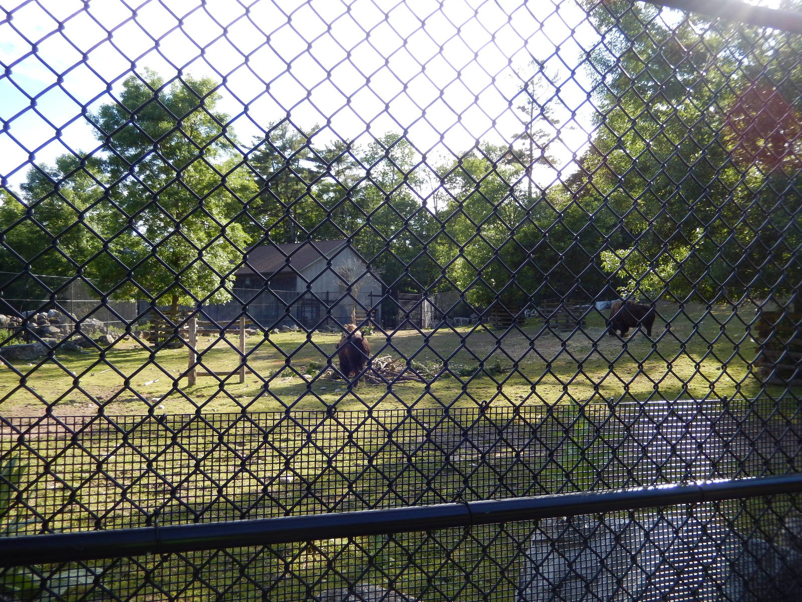 6/23/2016 - American Bison Paddock