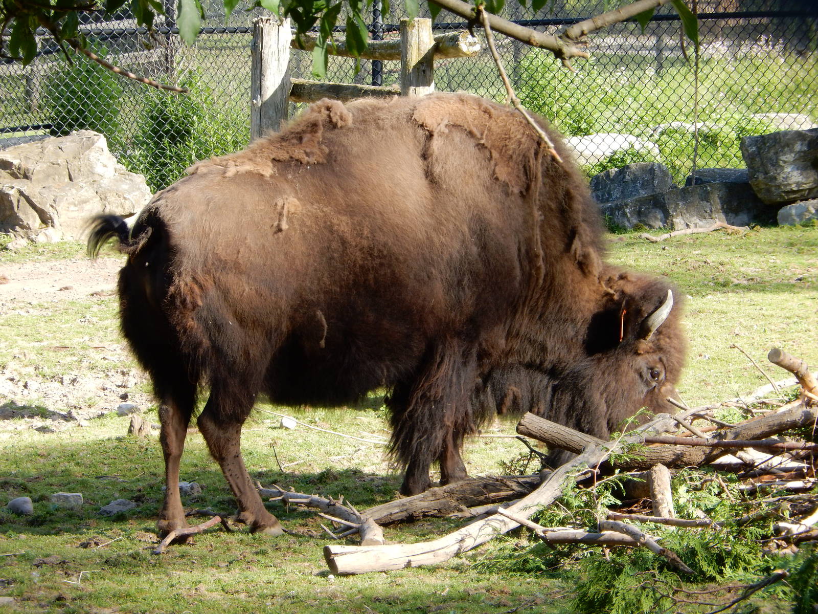 6/23/2016 - American Bison