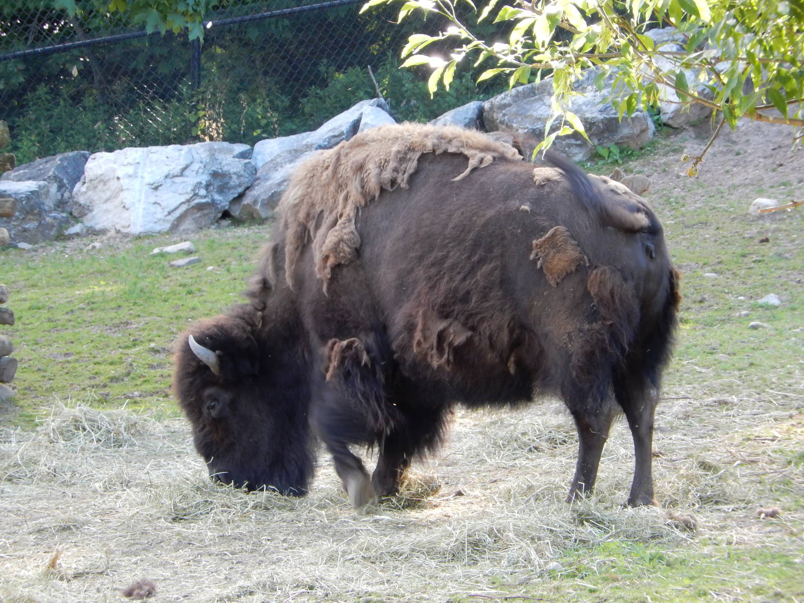6/23/2016 - American Bison