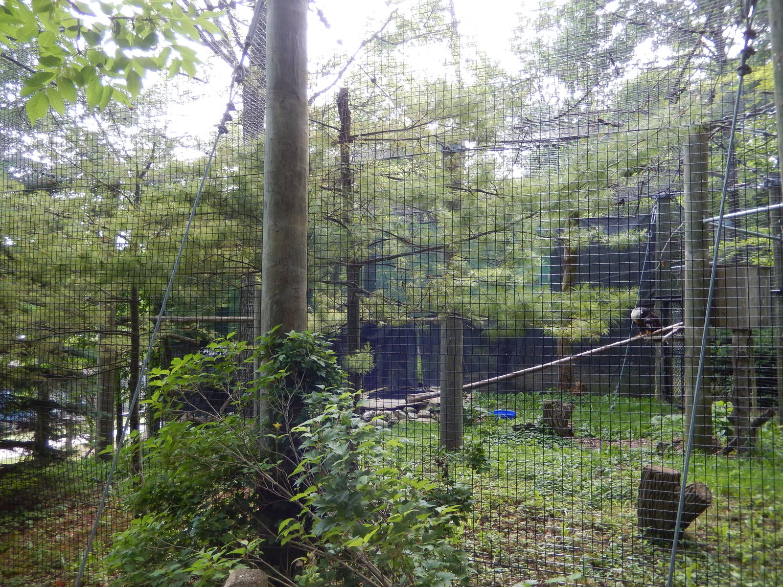 6/23/2016 - Bald Eagle Aviary