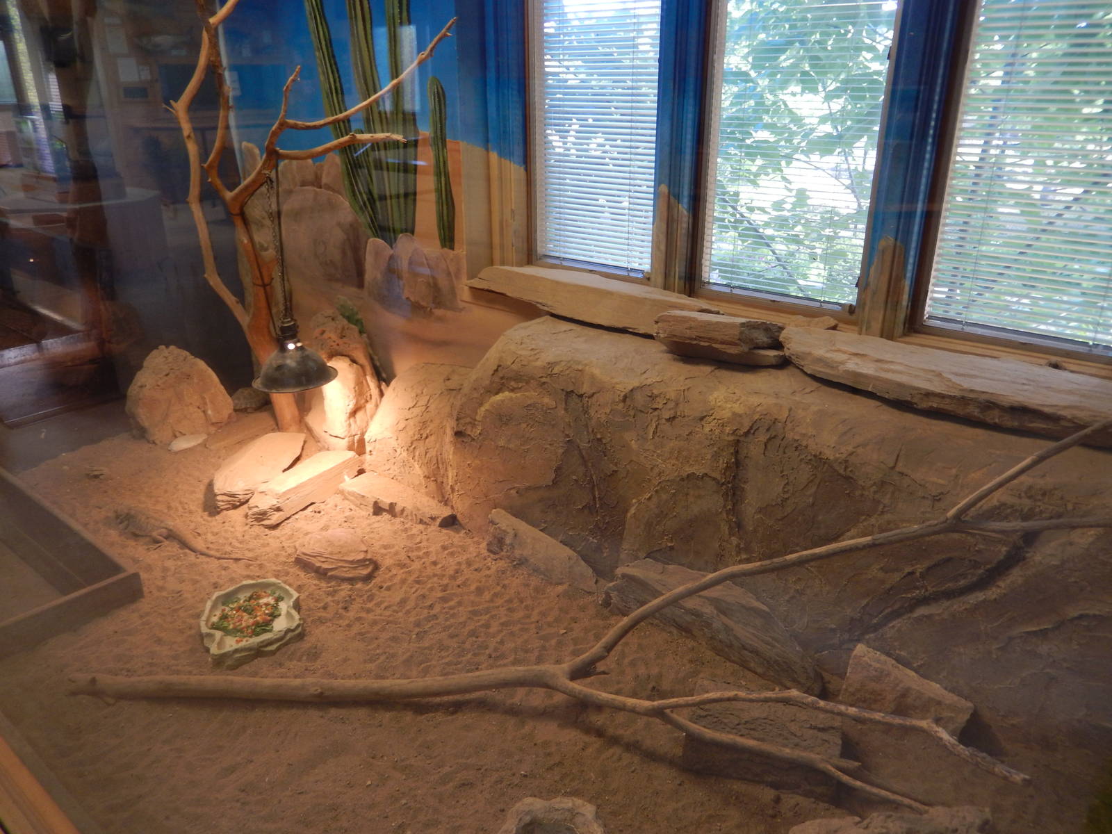 6/23/2016 - Bearded Dragon & Russian Tortoise Terrarium