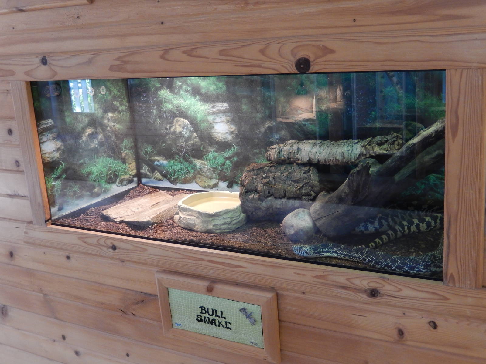6/23/2016 - Bull Snake Terrarium