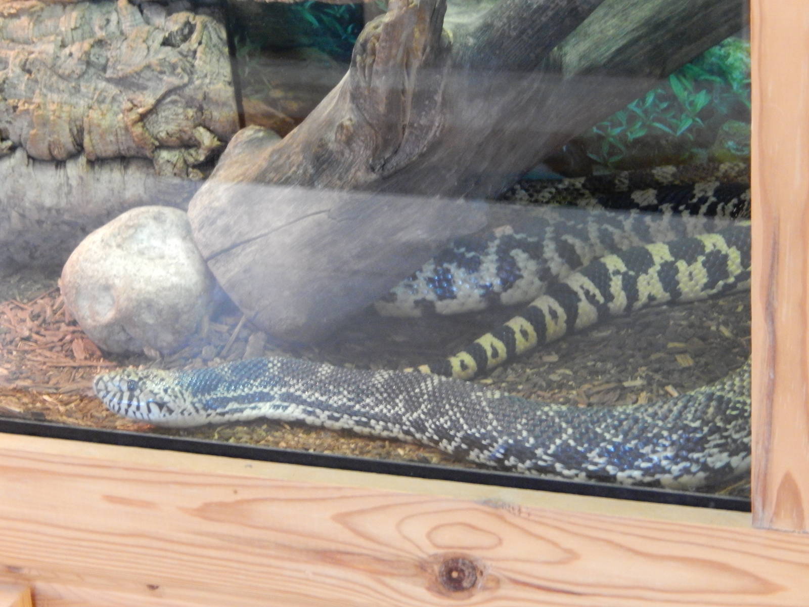 6/23/2016 - Bull Snake