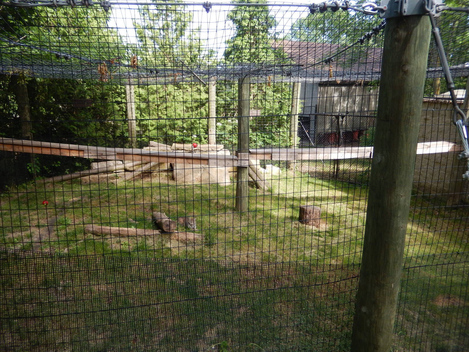6/23/2016 - Canadian Lynx Exhibit