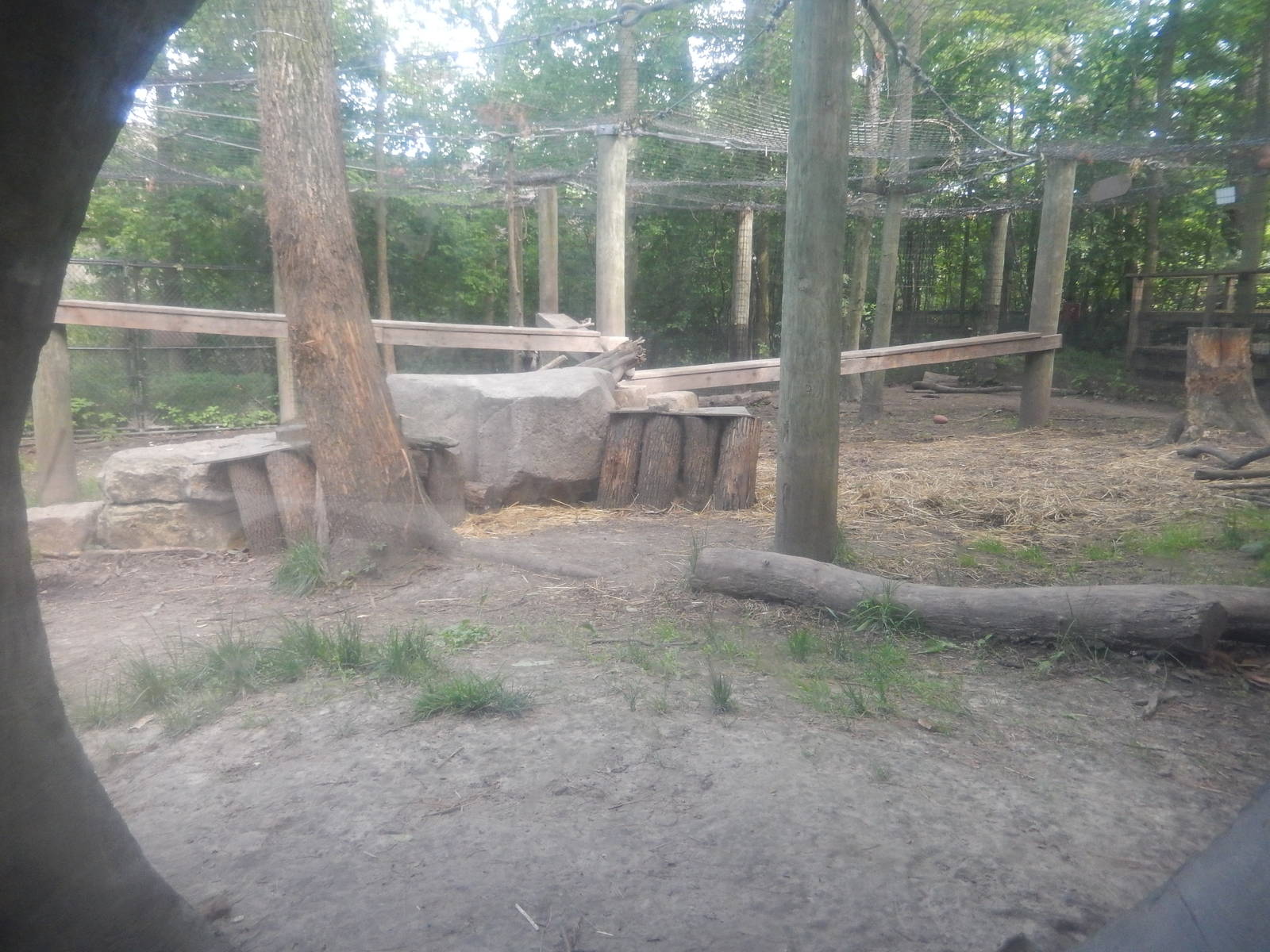 6/23/2016 - Cougar Exhibit