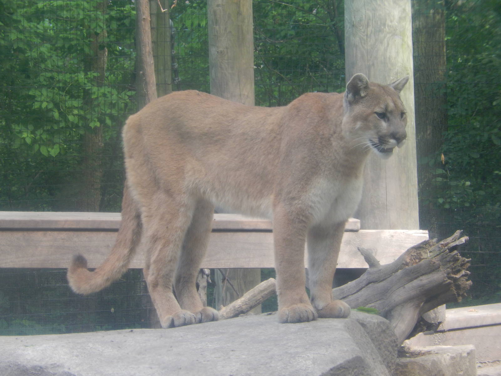 6/23/2016 - Cougar