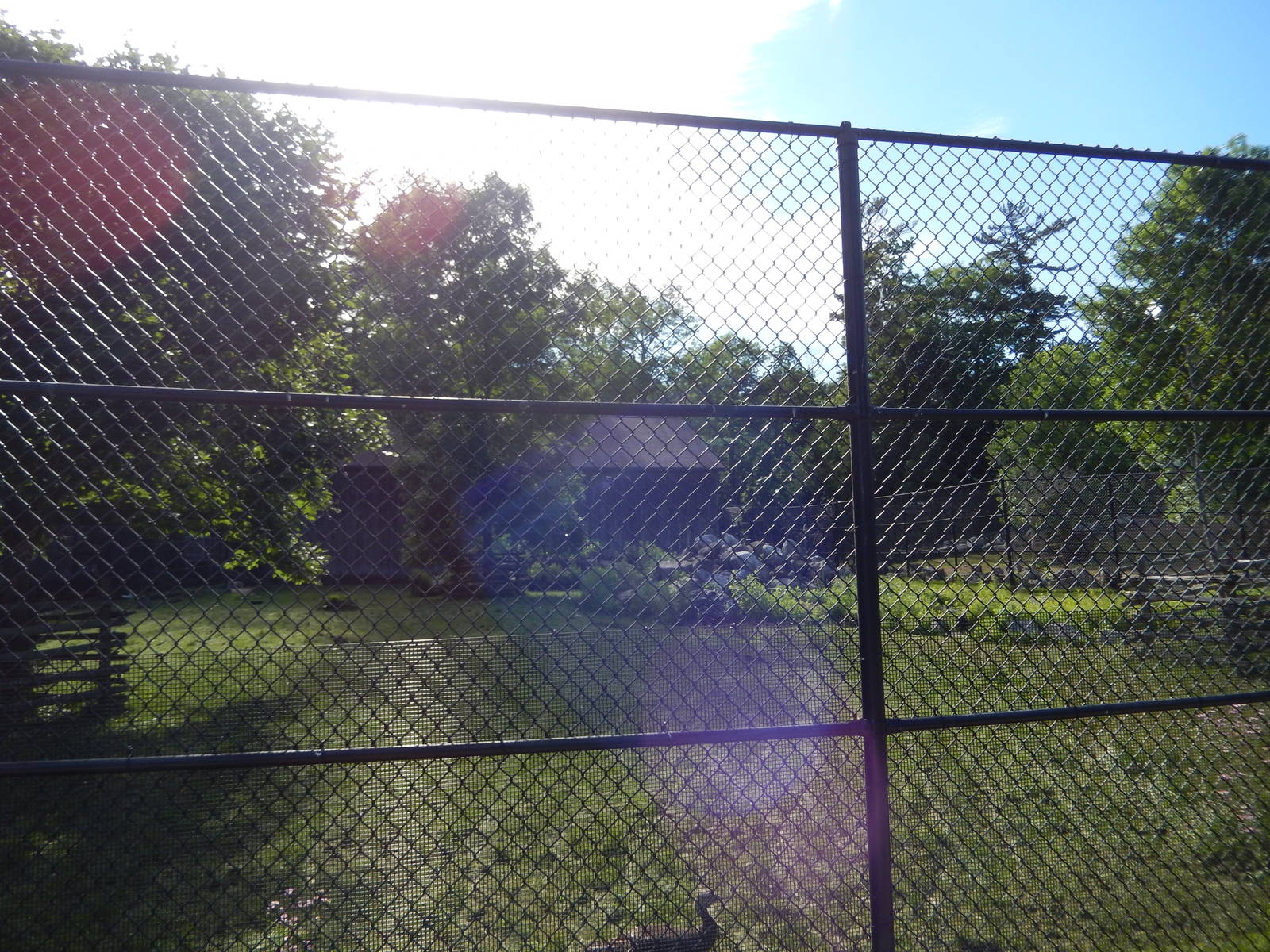 6/23/2016 - Goat/Wild Turkey/Waterfowl Paddock