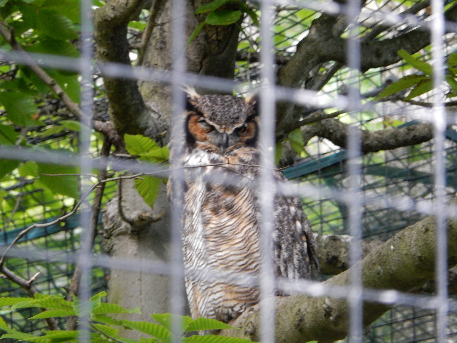 6/23/2016 - Great Horned Owl