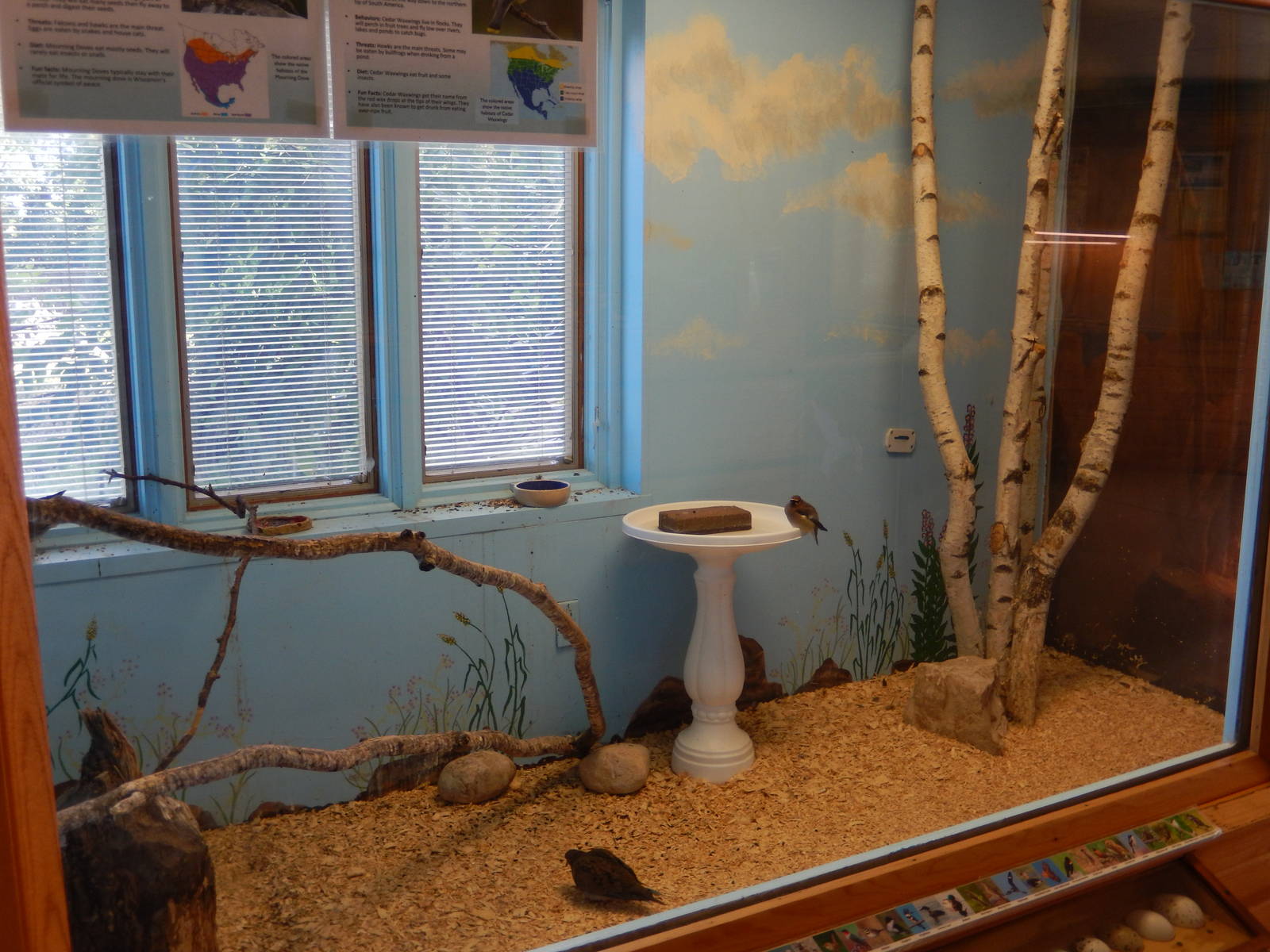 6/23/2016 - Mourning Dove & Cedar Waxwing Aviary