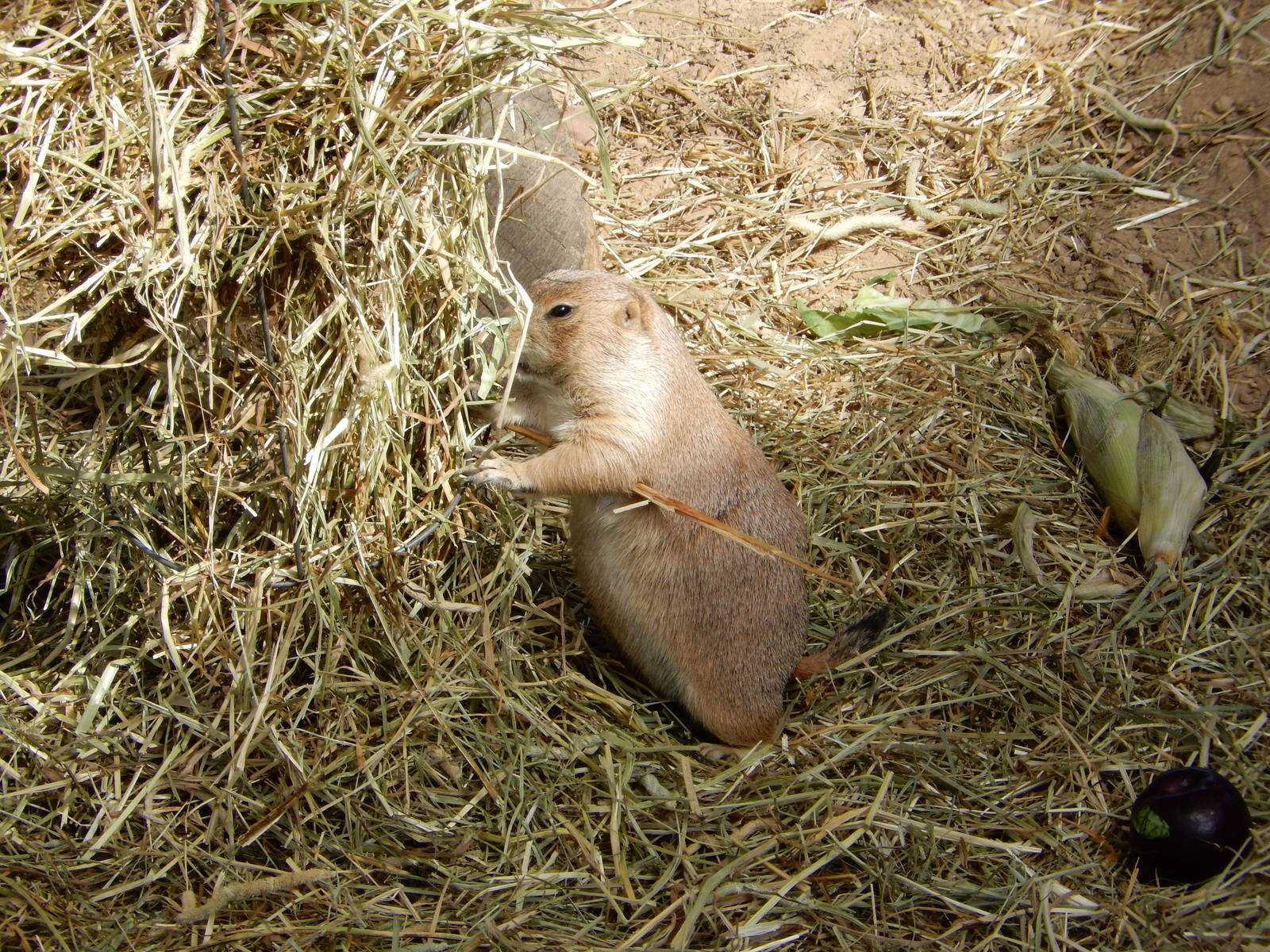 6/23/2016 - Prairie Dog
