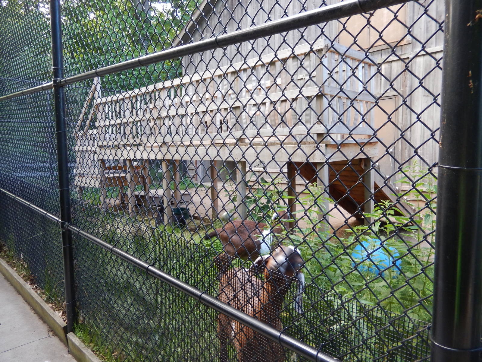 6/23/2016 - Pygmy Goat Exhibit