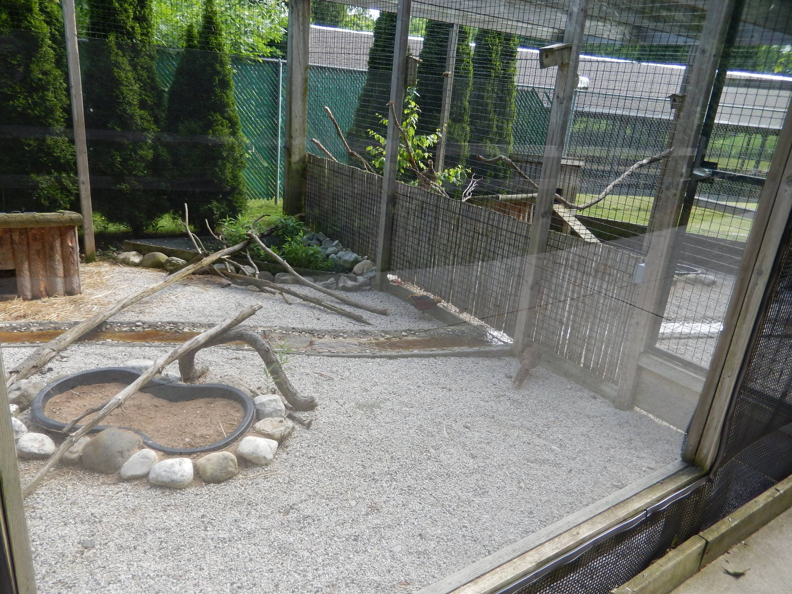 6/23/2016 - Red Golden Pheasant Aviary