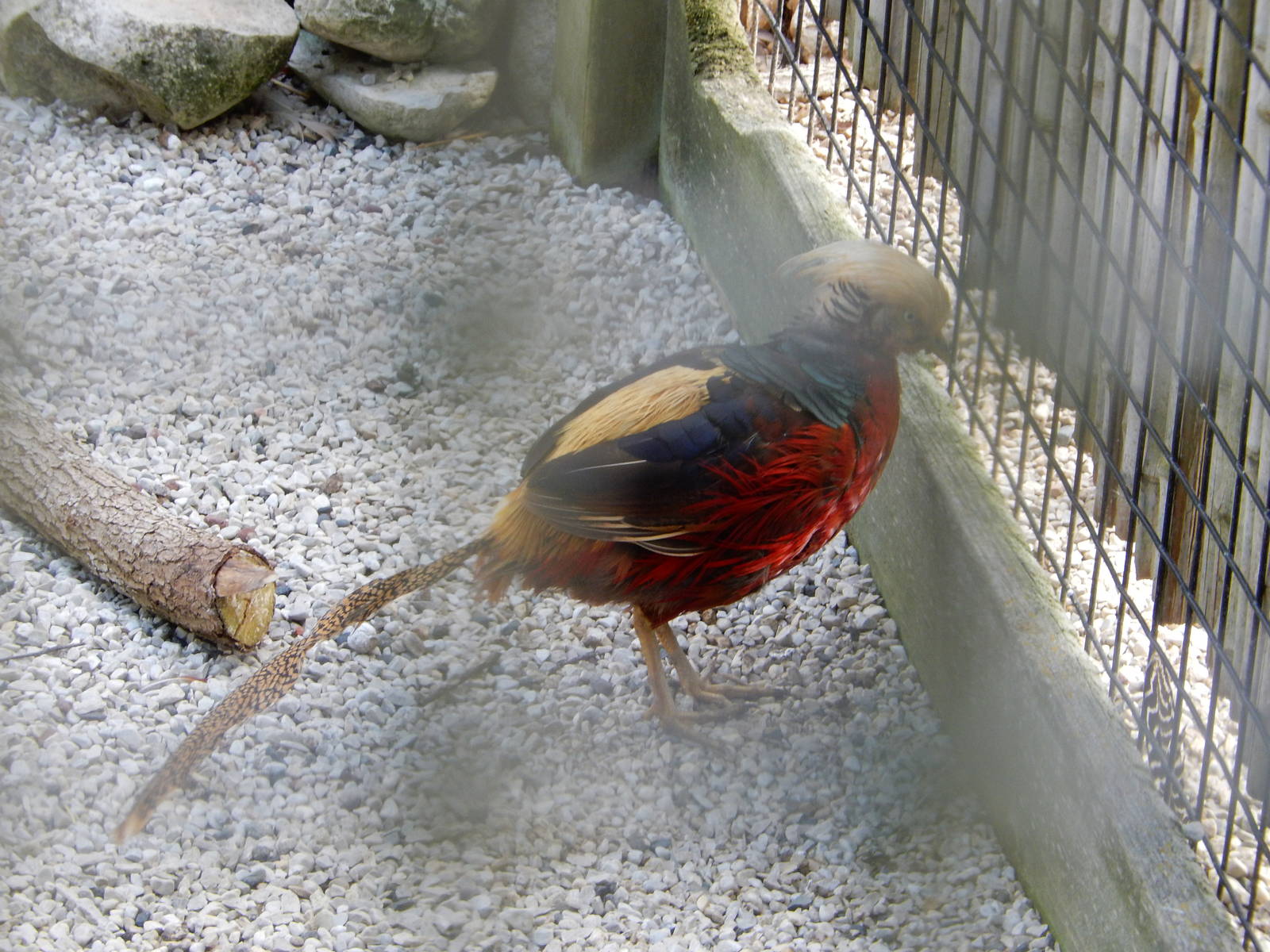 6/23/2016 - Red Golden Pheasant