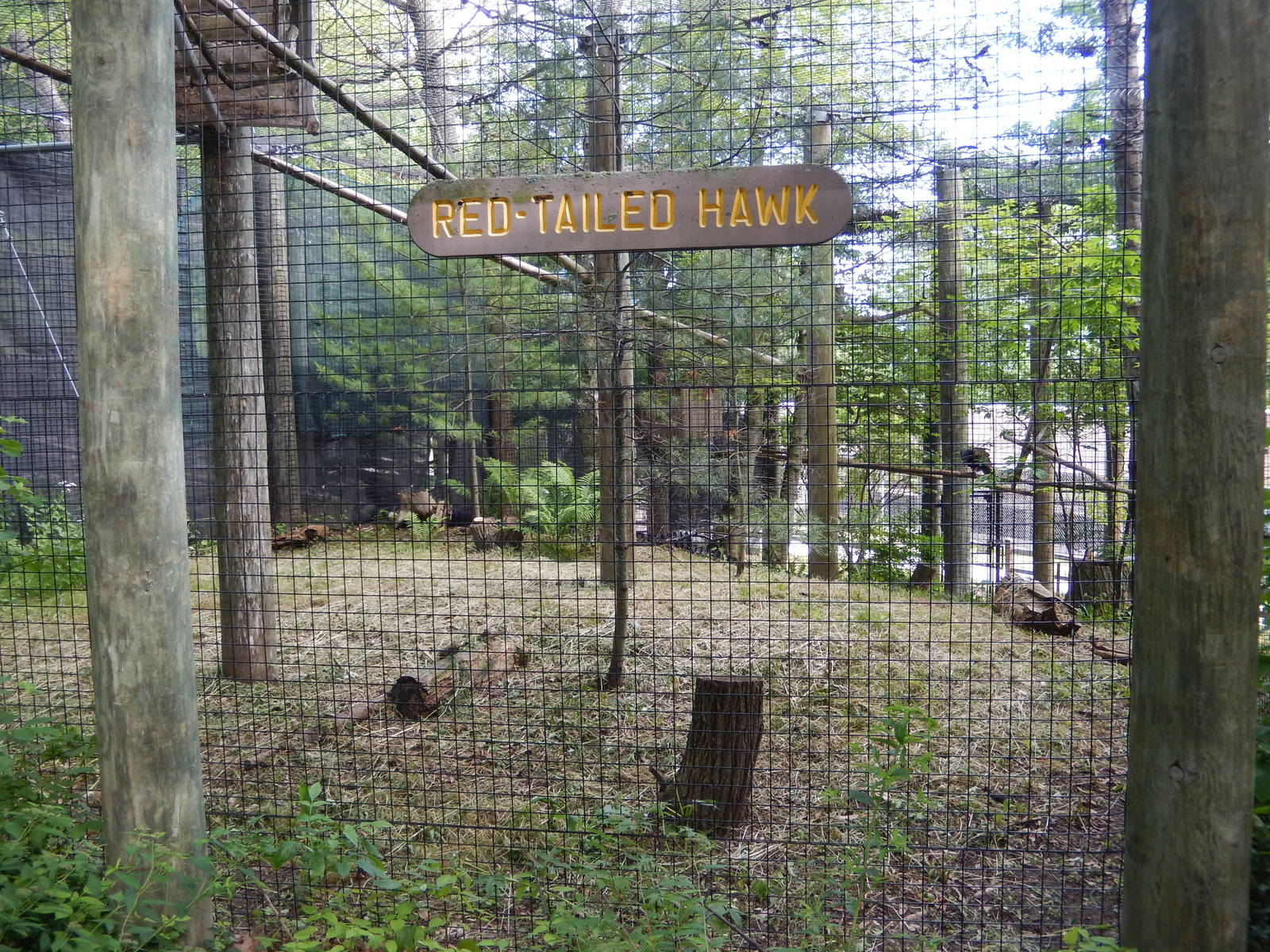 6/23/2016 - Red-Tailed Hawk Aviary