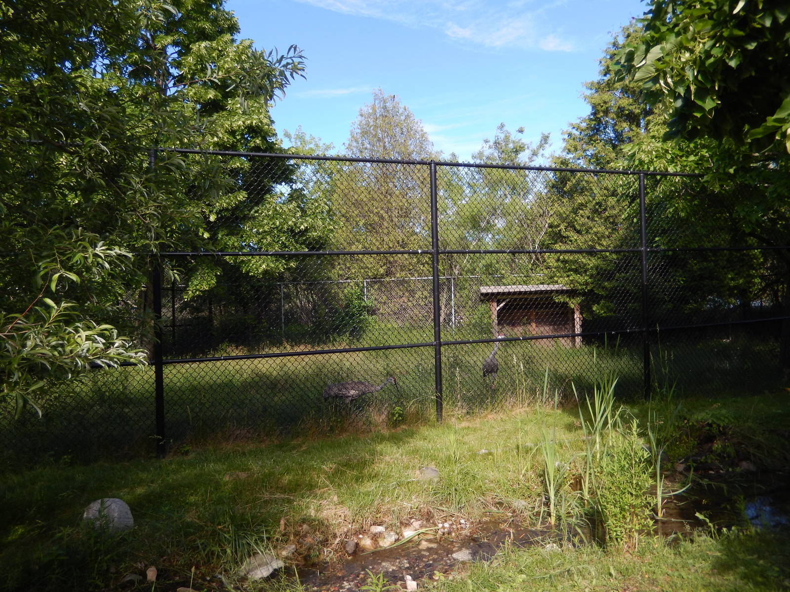 6/23/2016 - Sandhill Crane Exhibit