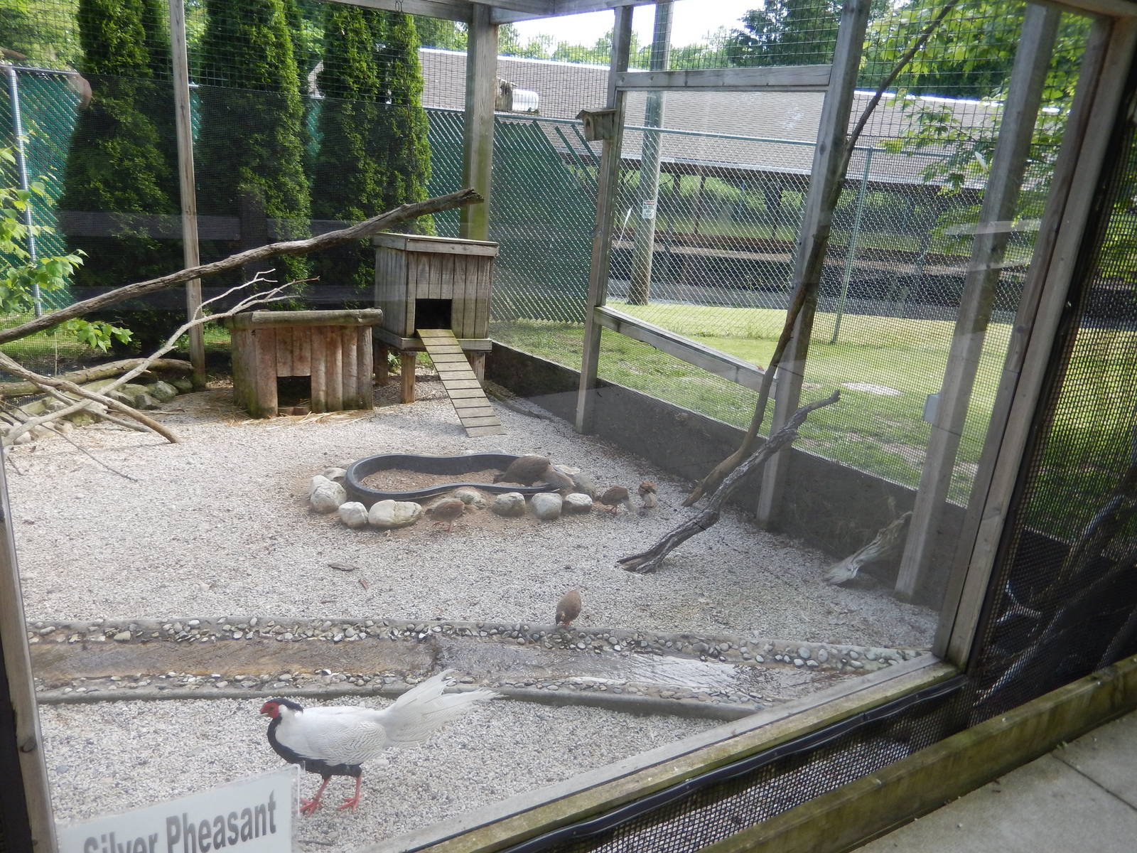 6/23/2016 - Silver Pheasant Aviary