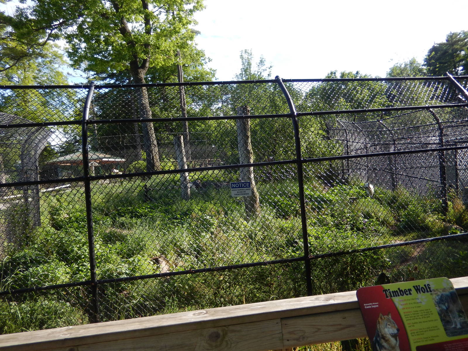 6/23/2016 - Timber Wolf Habitat