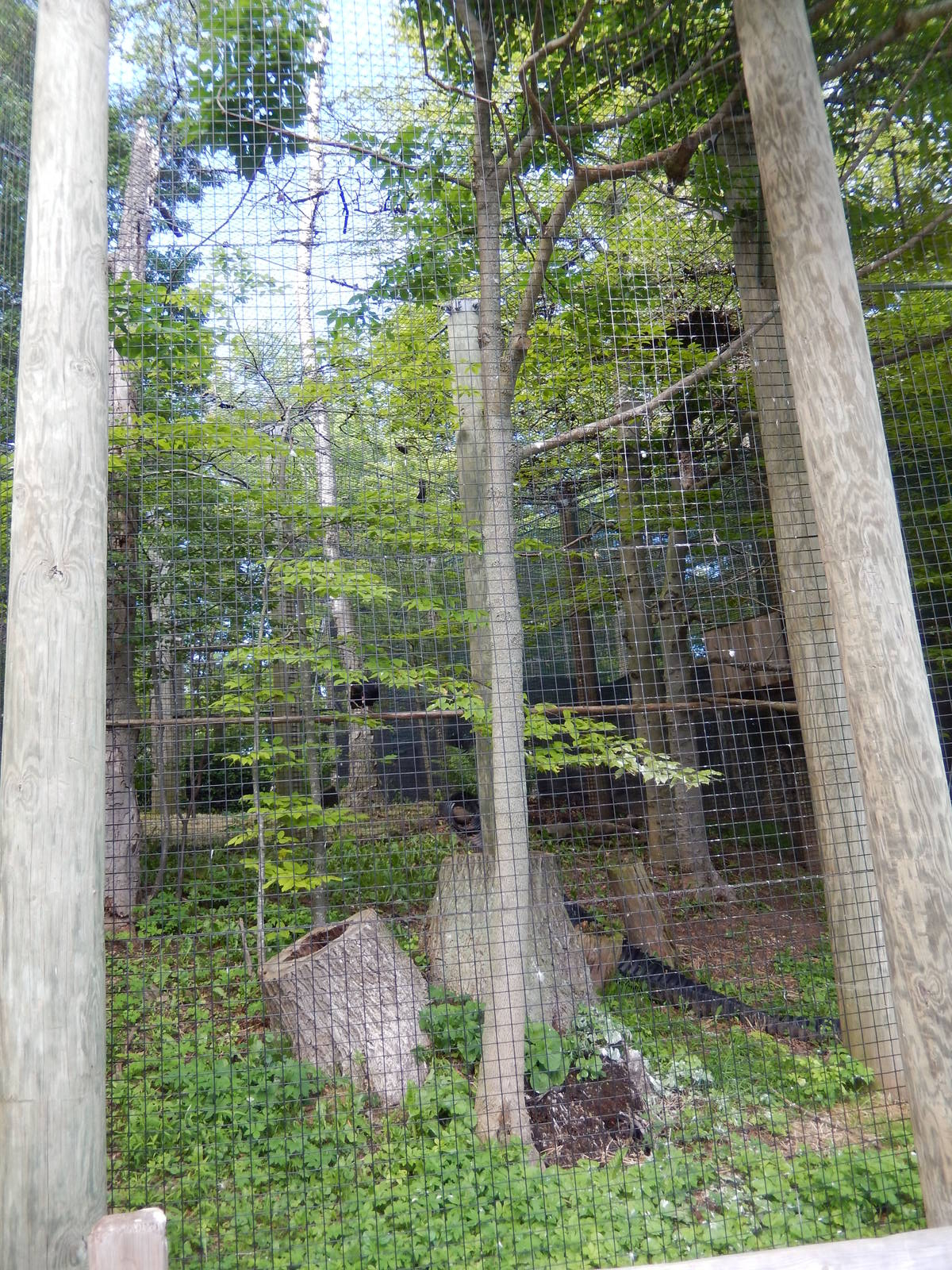 6/23/2016 - Turkey Vulture & Great Horned Owl Aviary