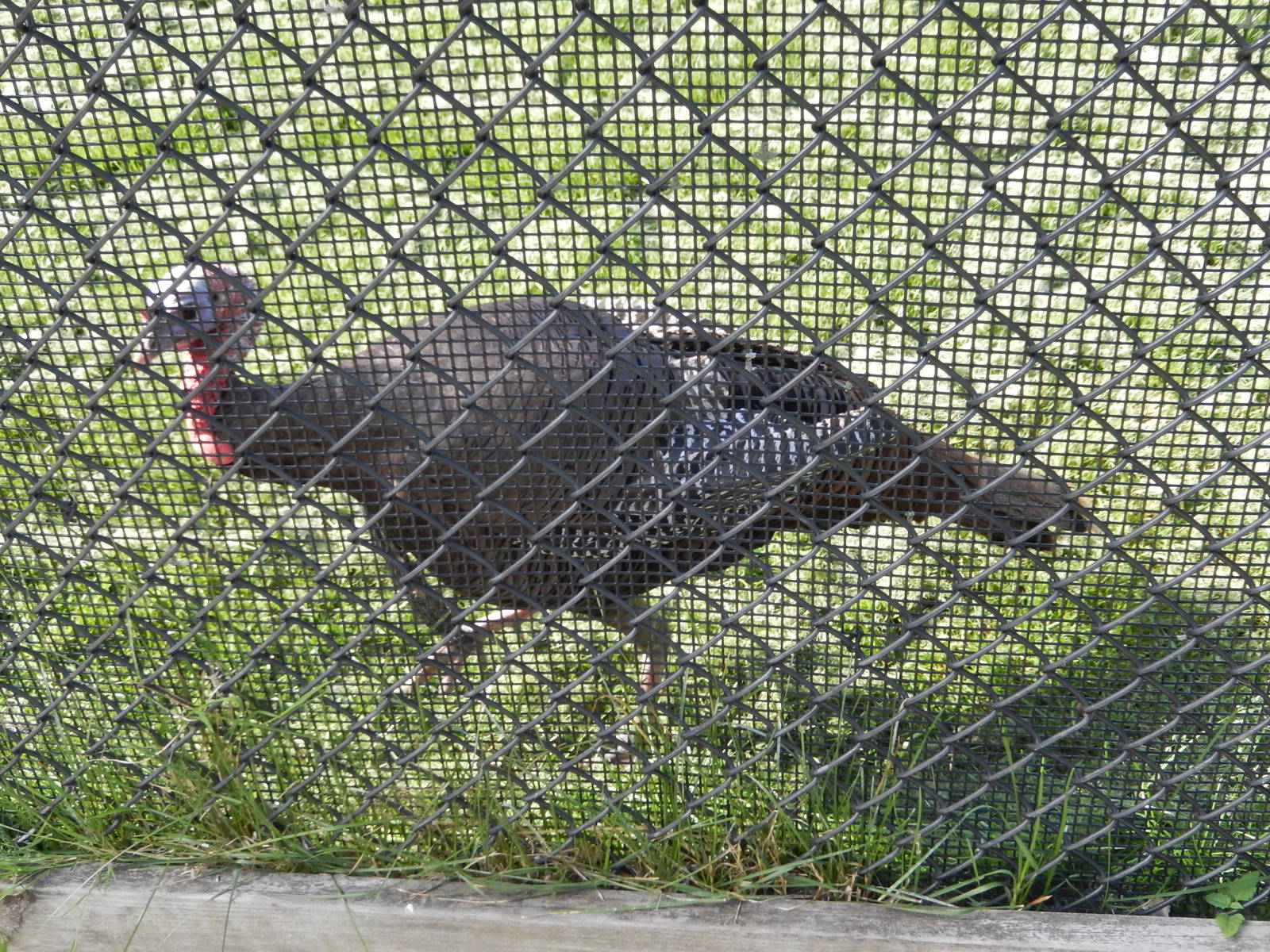 6/23/2016 - Wild Turkey