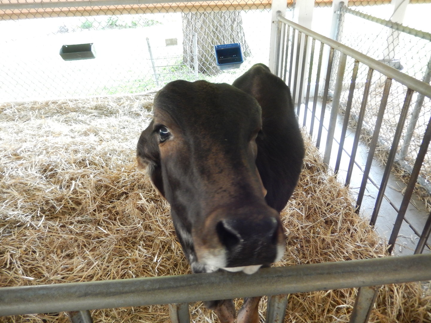 6/23/2023 - Brahman Calf