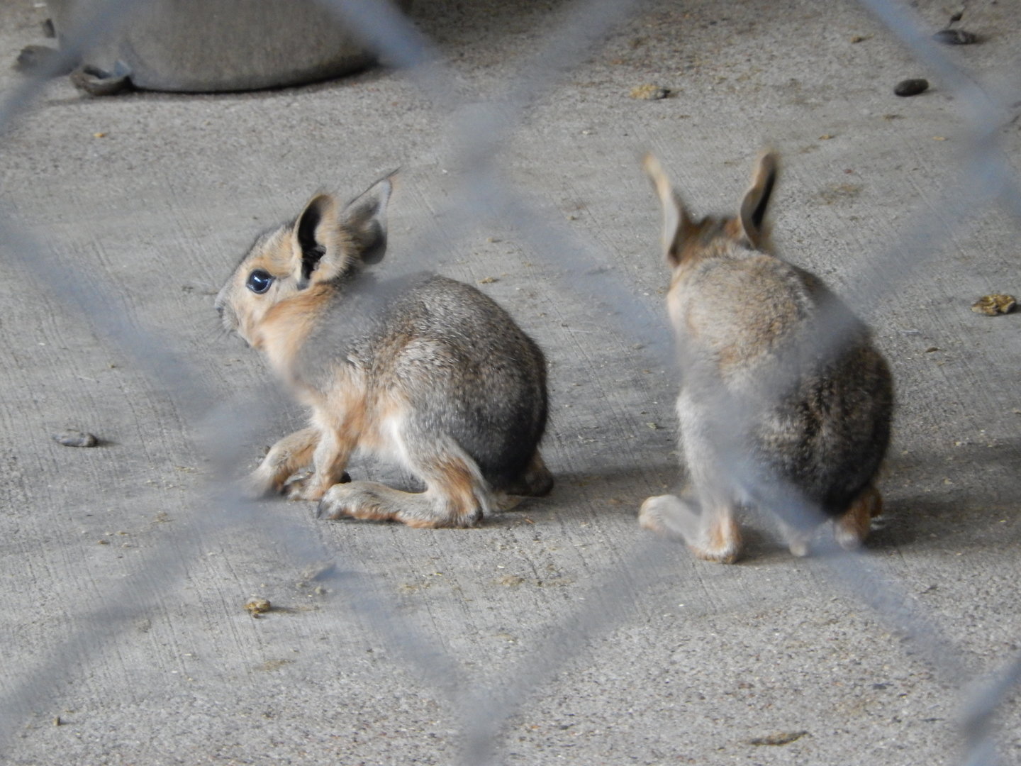 6/23/2023 - Cavy Babies