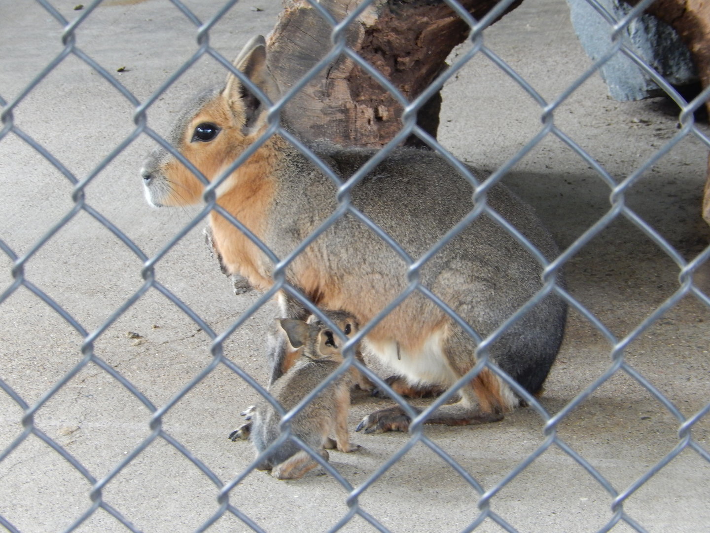 6/23/2023 - Cavy Mom & Baby