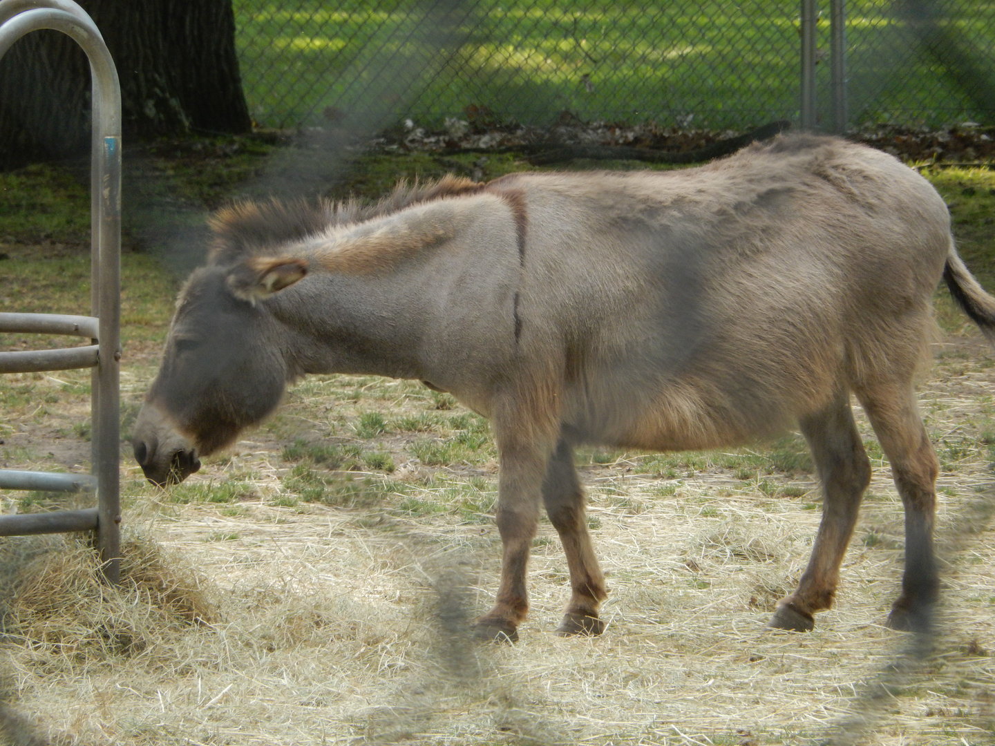 6/23/2023 - Miniature Donkey