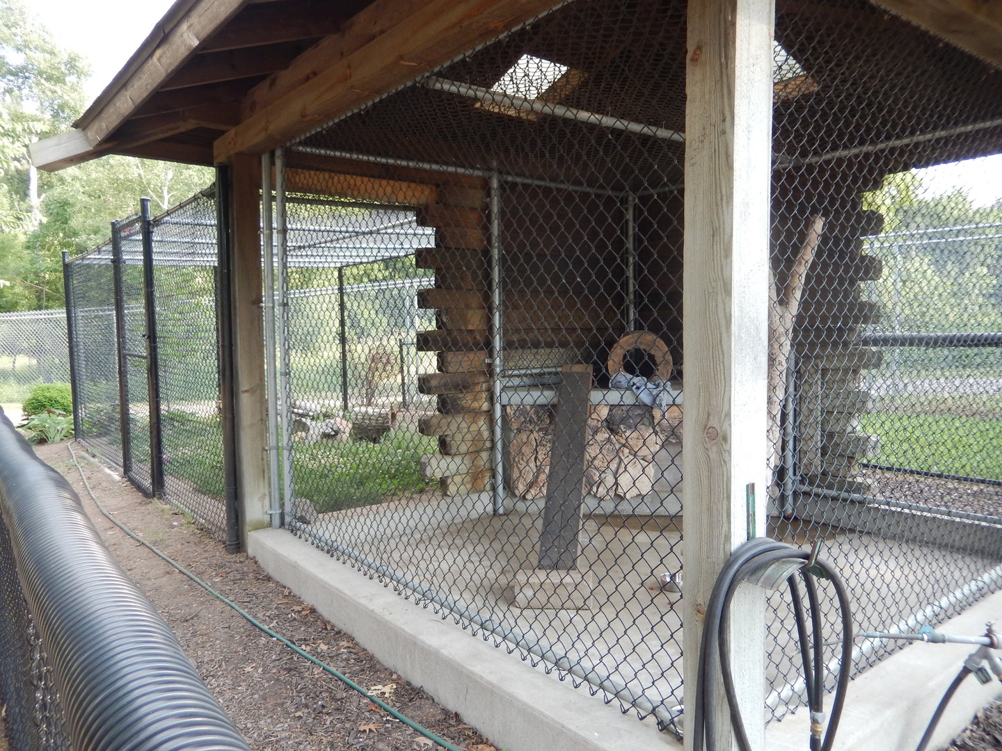 6/23/2023 - Red Fox Exhibit