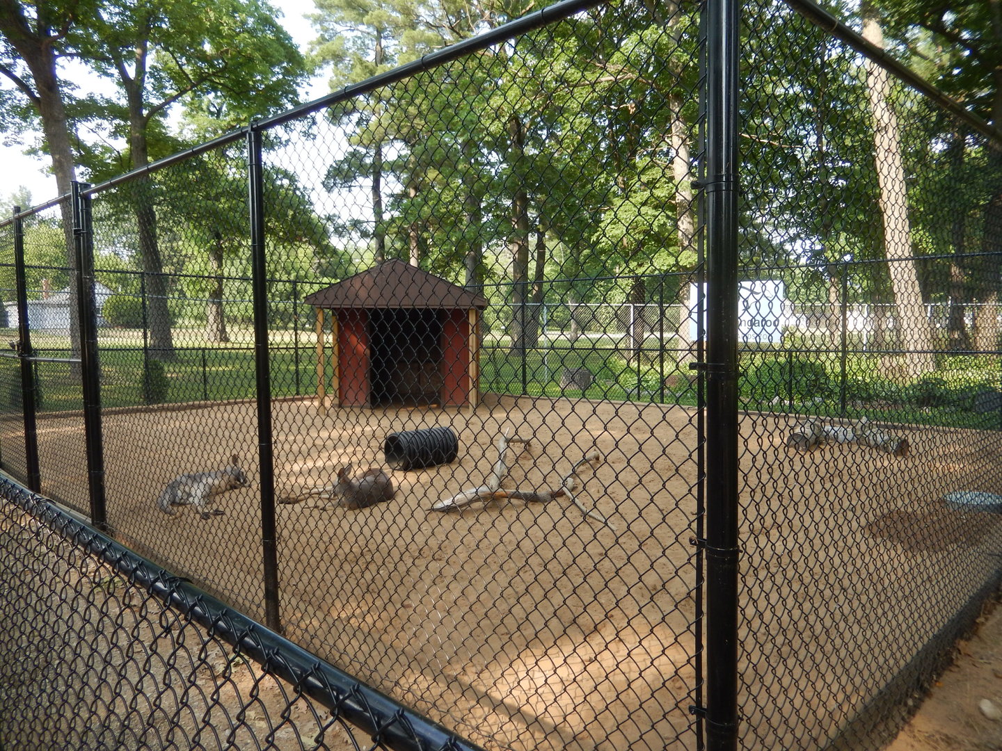 6/23/2023 - Red Kangaroo Exhibit