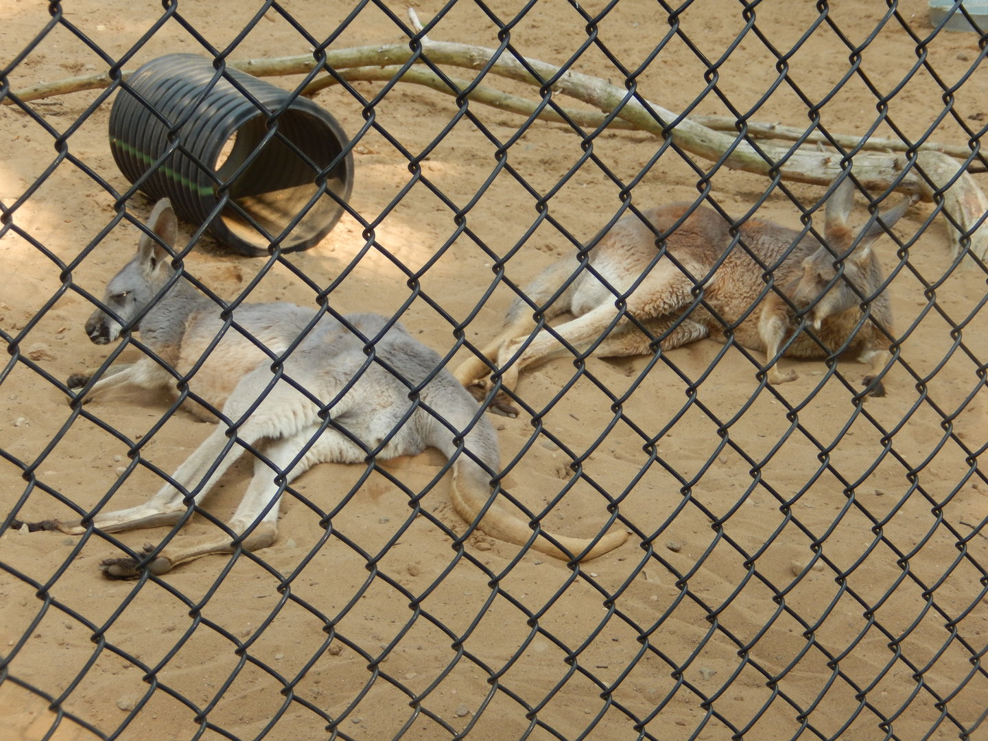 6/23/2023 - Red Kangaroos