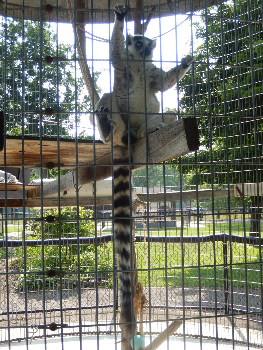6/23/2023 - Ring-Tailed Lemur