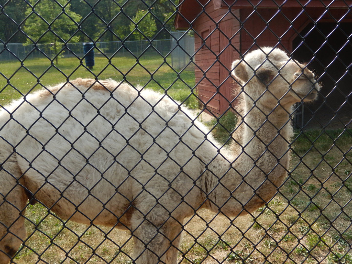 6/23/2023 - Young Dromedary Camel