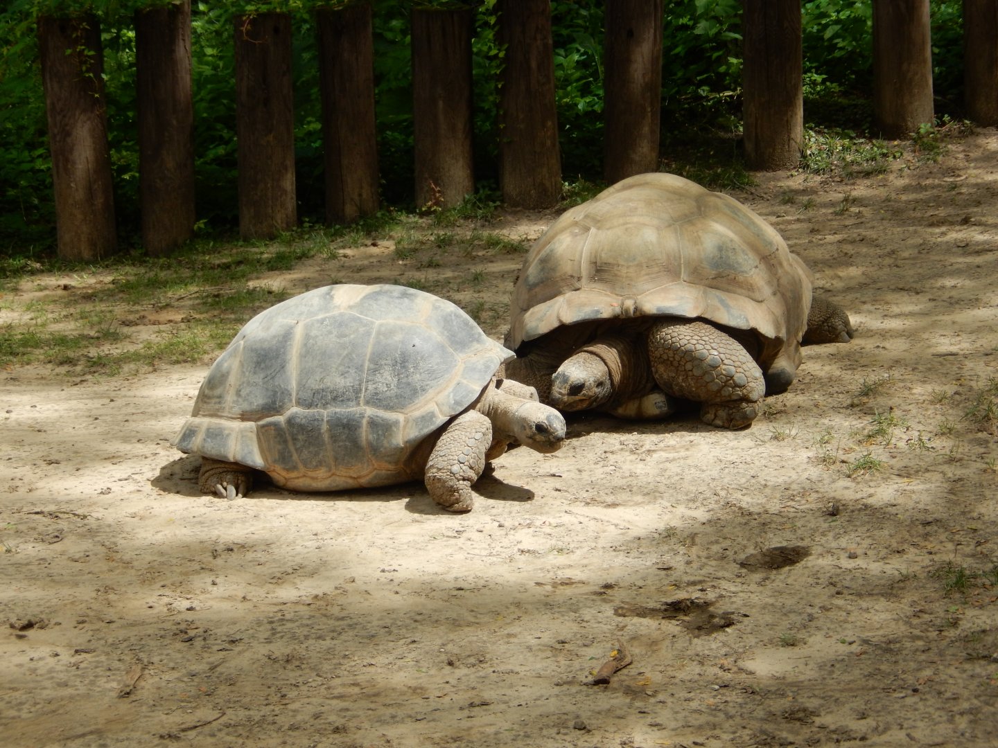 6/23/2024 - Aldabra Tortoises